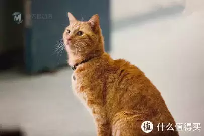 “迟到的宇宙第一强者”——乐高76127评测 “迟到的宇宙第一强者”——乐高76127评测