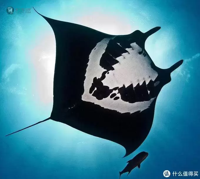 LEGO 乐高 幻影忍者系列 70609 大飞鱼轰炸机 LEGO 乐高 幻影忍者系列 70609 大飞鱼轰炸机