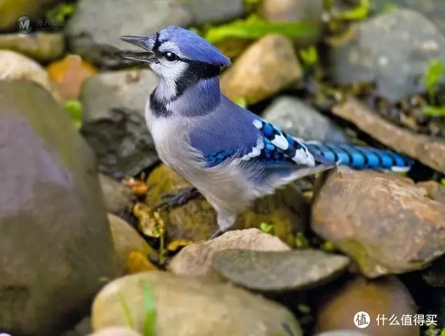 单反毁一生，LEGO穷三代 篇三十：【ebay好物分享会】LEGO ideas 21301 birds 鸟类图鉴