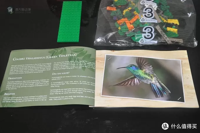 单反毁一生，LEGO穷三代 篇三十：【ebay好物分享会】LEGO ideas 21301 birds 鸟类图鉴