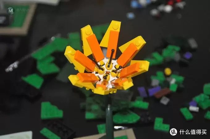 单反毁一生，LEGO穷三代 篇三十：【ebay好物分享会】LEGO ideas 21301 birds 鸟类图鉴