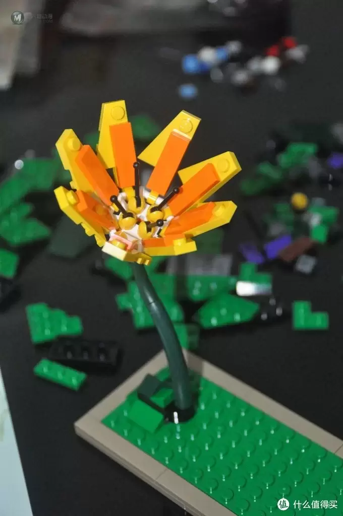 单反毁一生，LEGO穷三代 篇三十：【ebay好物分享会】LEGO ideas 21301 birds 鸟类图鉴