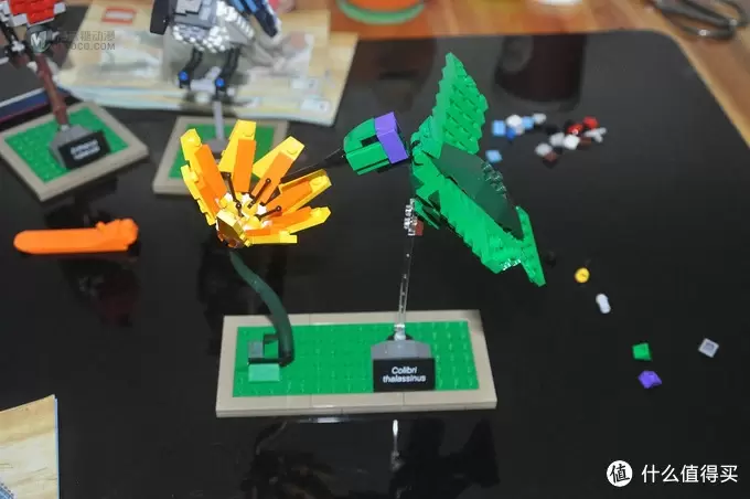 单反毁一生，LEGO穷三代 篇三十：【ebay好物分享会】LEGO ideas 21301 birds 鸟类图鉴
