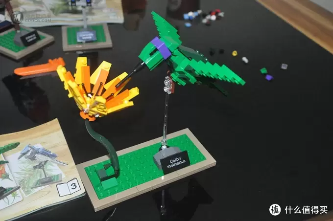 单反毁一生，LEGO穷三代 篇三十：【ebay好物分享会】LEGO ideas 21301 birds 鸟类图鉴