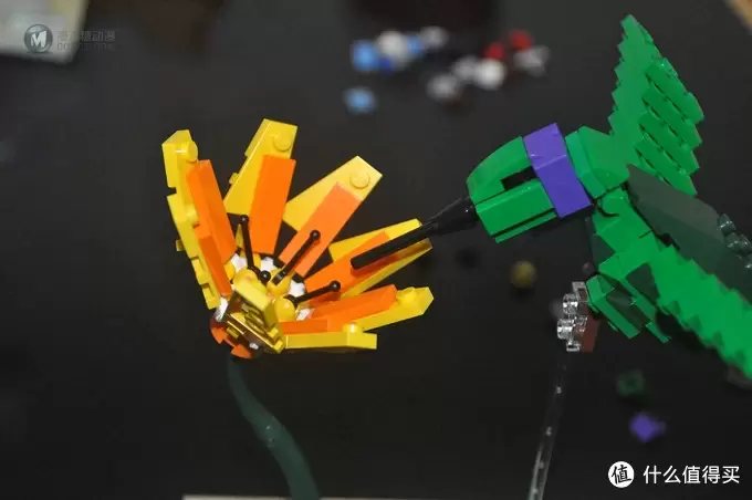 单反毁一生，LEGO穷三代 篇三十：【ebay好物分享会】LEGO ideas 21301 birds 鸟类图鉴
