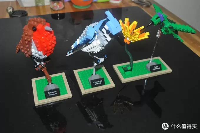 单反毁一生，LEGO穷三代 篇三十：【ebay好物分享会】LEGO ideas 21301 birds 鸟类图鉴