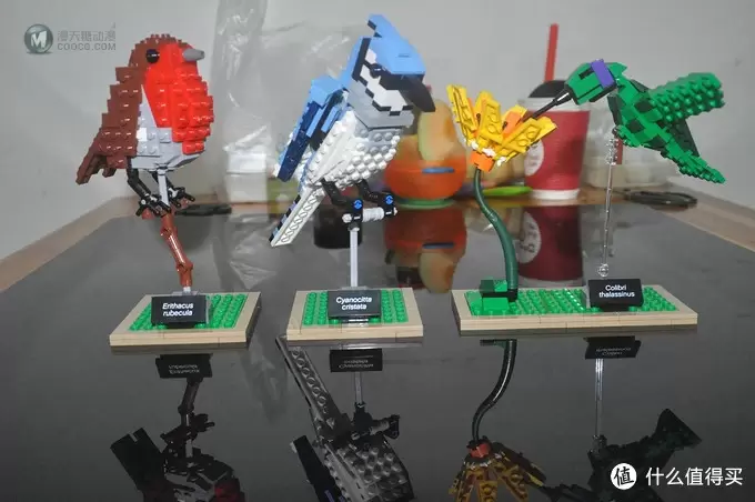 单反毁一生，LEGO穷三代 篇三十：【ebay好物分享会】LEGO ideas 21301 birds 鸟类图鉴