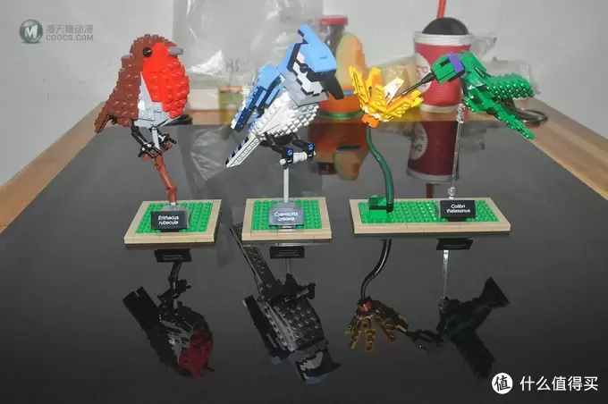 单反毁一生，LEGO穷三代 篇三十：【ebay好物分享会】LEGO ideas 21301 birds 鸟类图鉴
